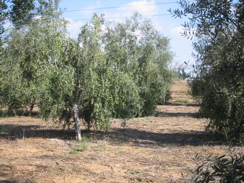 Olive trees in the Holy Land Israel