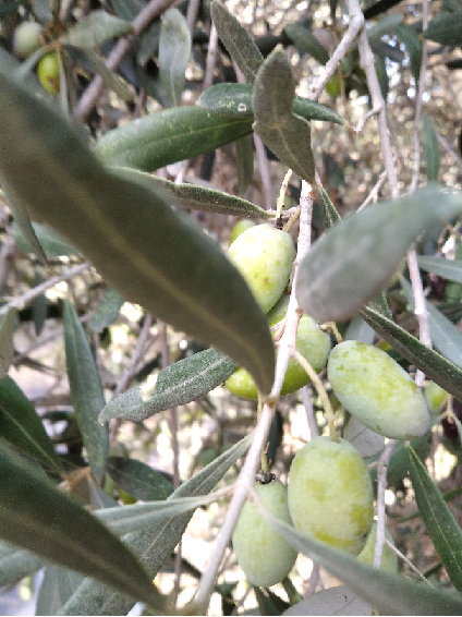 Green barnea olives in the Holy Land Israel about to be picked to make extra virgin olive oil