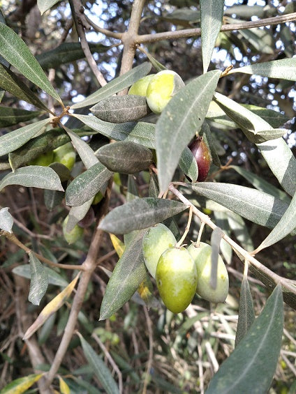 olives for making olive oil